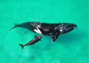 Moya Aviation Whale Watching Charters