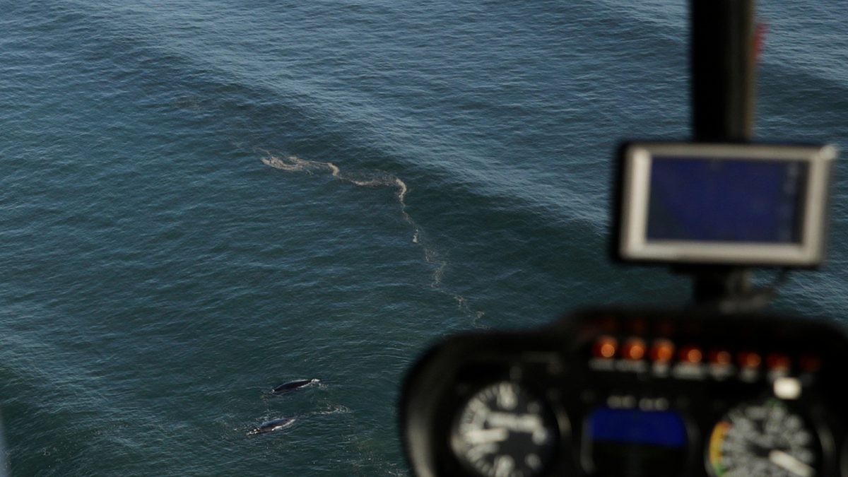 whale watching