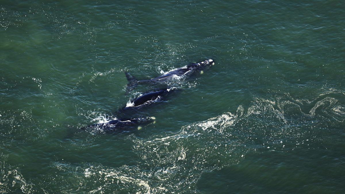 southern right whales from above